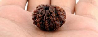 Nau Mukhi Rudraksha