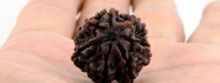 Saat Mukhi Rudraksha