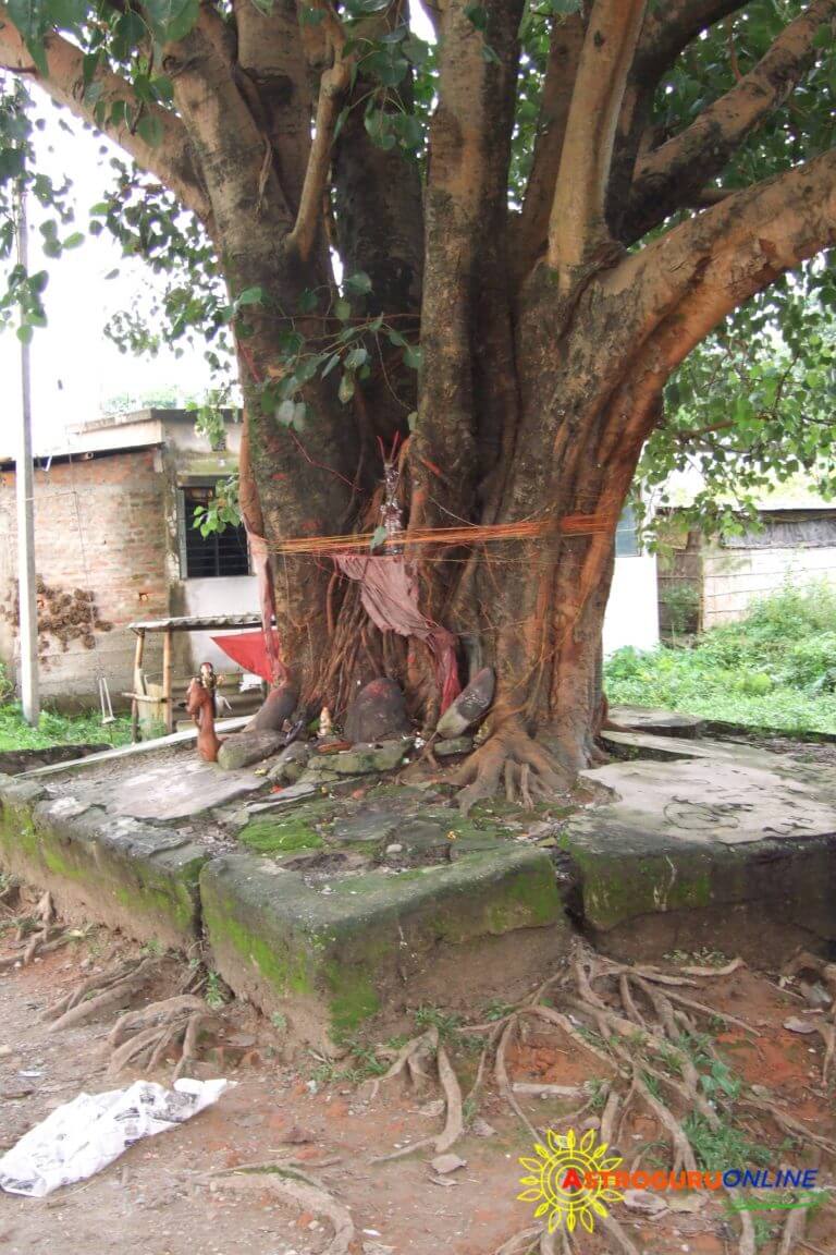 8 Reasons Why You Should Offer Water To Peepal Tree