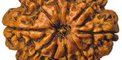 dus-mukhi-rudraksha